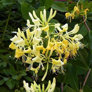 Жимолость Graham Thomas (Грэхам Томас)