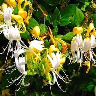 Жимолость Graham Thomas (Грэхам Томас)