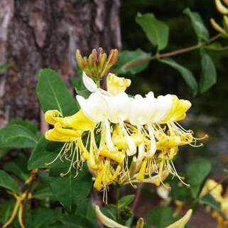 Жимолость Graham Thomas (Грэхам Томас)