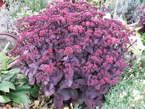 Седум (очиток) Xenox (Ксенокс)