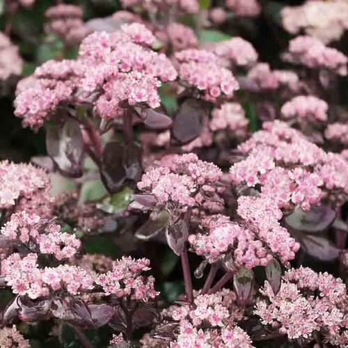 Седум (очиток) Xenox (Ксенокс)