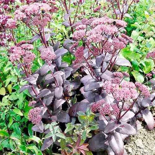 Седум (очиток) Xenox (Ксенокс)