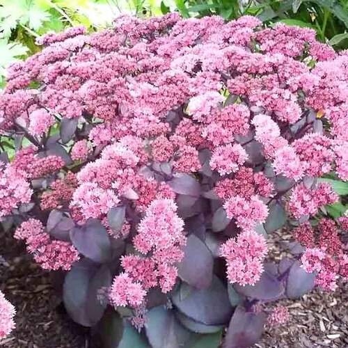 Седум (очиток) Xenox (Ксенокс)