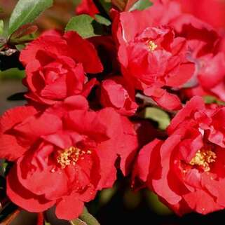 Хеномелес/Айва средний Red Joy (Ред Джой)