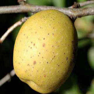 Хеномелес/Айва средний Red Joy (Ред Джой)