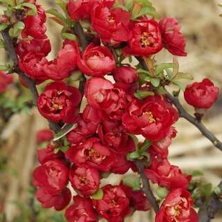 Хеномелес/Айва средний Red Joy (Ред Джой)