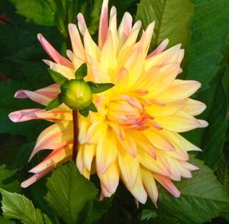 Георгина Cabana Banana