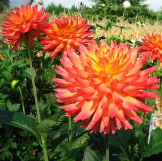 Георгина Felida Solar Flare