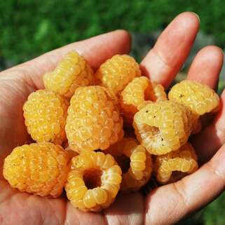 Малина без названия