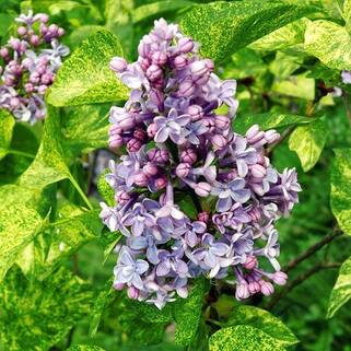 Сирень обыкновенная Aucubaefolia (Аукубафолия)