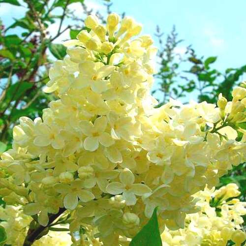 Сирень обыкновенная Primrose (Примроуз)