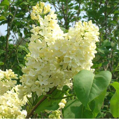 Сирень обыкновенная Primrose (Примроуз)