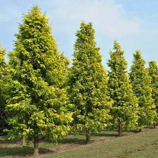 Метасеквойя древнейшая (Metasequoia glyptostroboides)