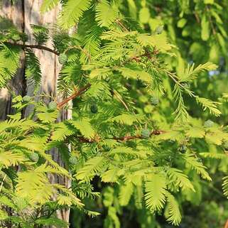 Метасеквойя древнейшая (Metasequoia glyptostroboides)