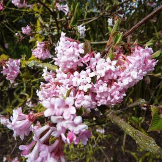 Калина боднантенская Charles Lamont (Чарльз Ламонт)