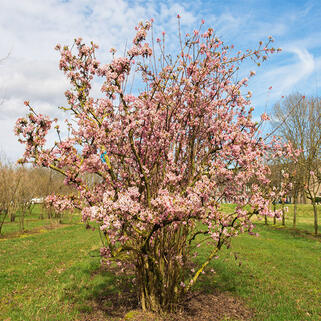 Калина боднантенская Charles Lamont (Чарльз Ламонт)