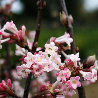 Калина боднантенская Charles Lamont (Чарльз Ламонт)