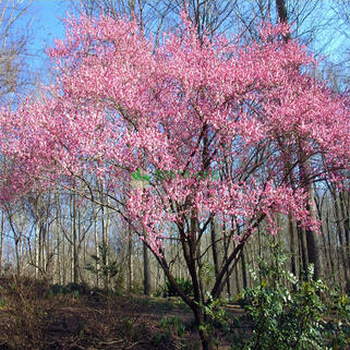 Калина боднантенская Charles Lamont (Чарльз Ламонт)