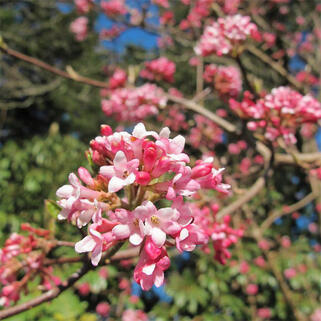 Калина боднантенская Charles Lamont (Чарльз Ламонт)