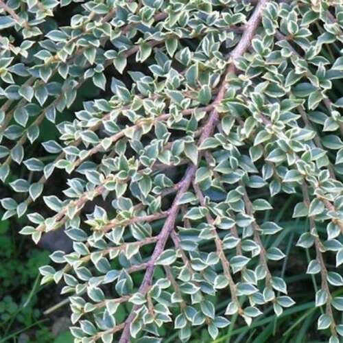 Кизильник горизонтальный Variegatus (Вариегатус)