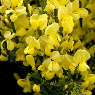 Ракитник ранний Allgold (Олголд)