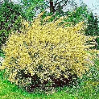 Ракитник ранний Allgold (Олголд)