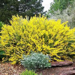 Ракитник ранний Allgold (Олголд)