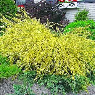 Ракитник ранний Allgold (Олголд)