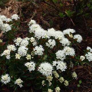 Багульник гренландский Helma (Хельма)