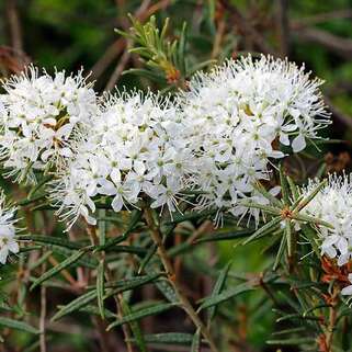 Багульник гренландский Helma (Хельма)