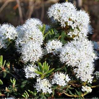 Багульник гренландский Helma (Хельма)