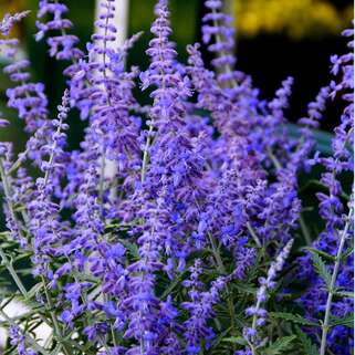 Перовския лебедолистная Lacey Blue (Лейси Блю)