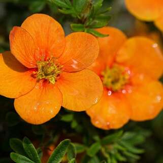 Лапчатка кустарниковая Orange Star (Оранж Стар)