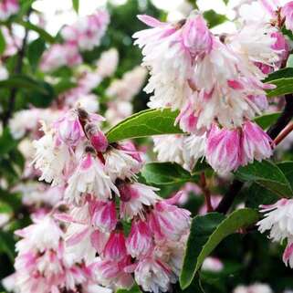 Дейция шершавая Codsall Pink (Кодсал Пинк)