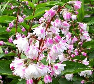 Дейция шершавая Codsall Pink (Кодсал Пинк)