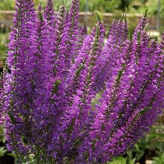 Вероника Plumosa Amethyst Plume (Пламоза Аметист Плам)