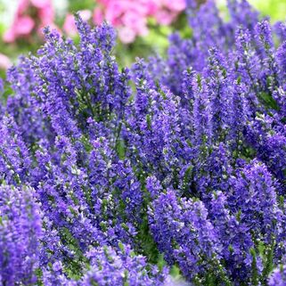 Вероника Plumosa Blue Plume (Пламоза Блю Плам)