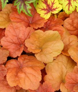 Гейхера Southern Comfort (Саутерн Комфорт)