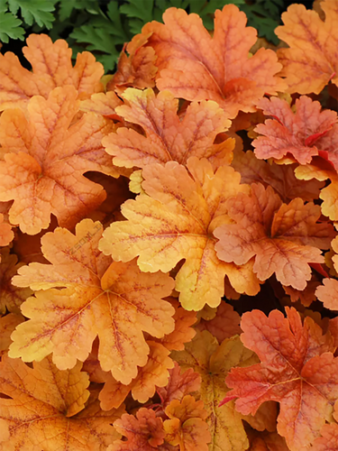 Гейхерелла Buttered Rum (Баттэред Рам)