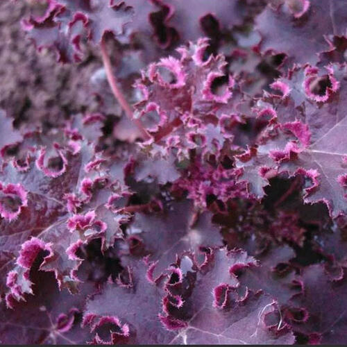 Гейхера гибридная Purple Petticoats (Перпл Петикотс)