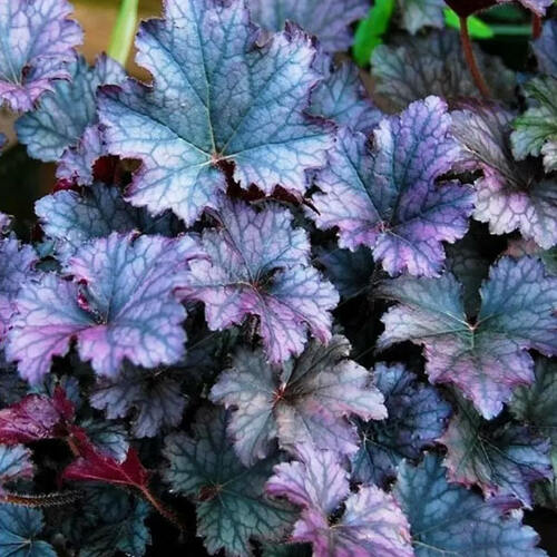 Гейхера гибридная Frosted Violet (Фростед Вайолет)