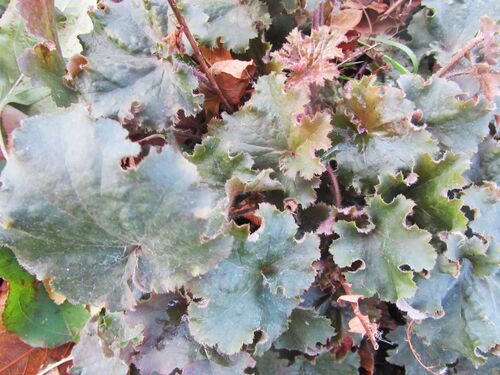 Гейхера Cappuccino (Капучино)