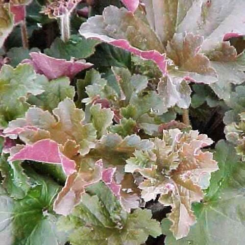 Гейхера Cappuccino (Капучино)