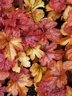 Гейхерелла Buttered Rum (Баттэред Рам)