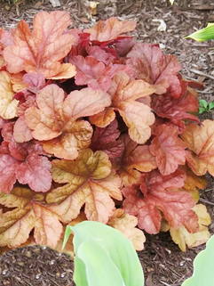 Гейхерелла Buttered Rum (Баттэред Рам)