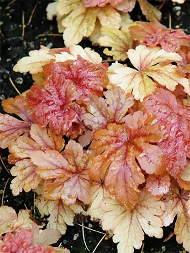 Гейхерелла Buttered Rum (Баттэред Рам)