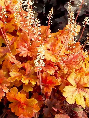 Гейхерелла Buttered Rum (Баттэред Рам)