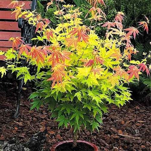 Клен веерный Orange Dream (Орандж Дрим)