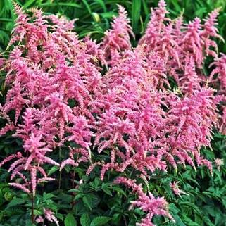 Астильба Арендса Bressingham Beauty (Брессингам Бьюти)