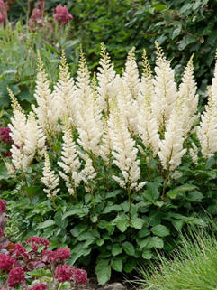 Астильба Lowlands White (Лоулендс Уайт)
